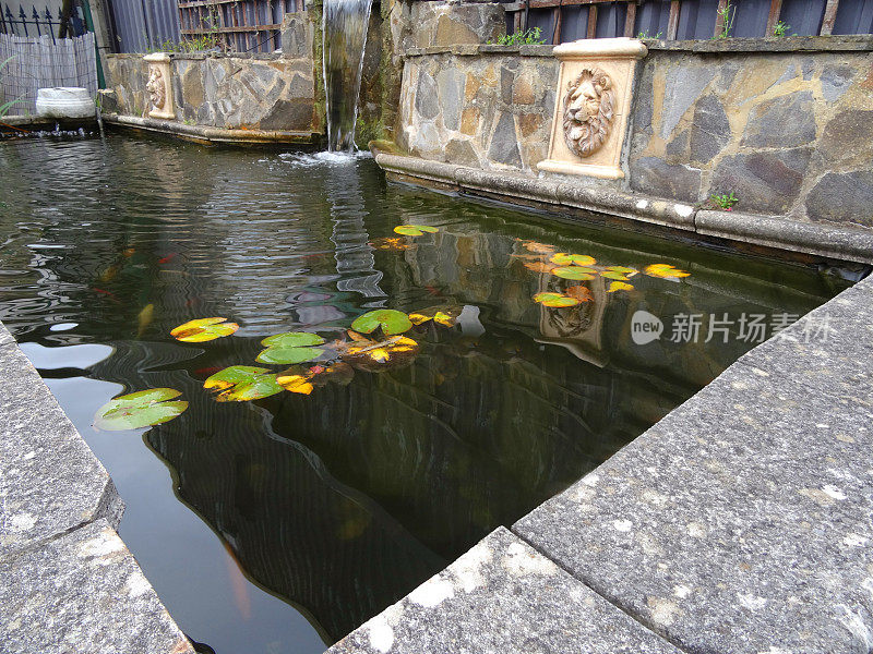 长方形凸起的正式池塘形象，睡莲，瀑布/水景
